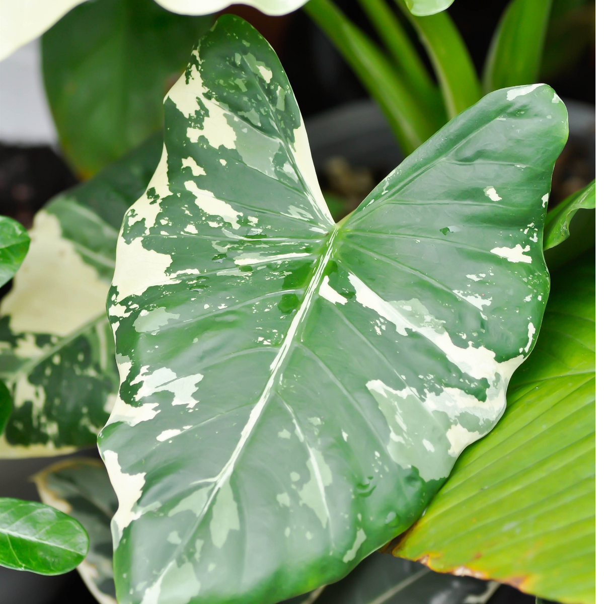 Alocasia