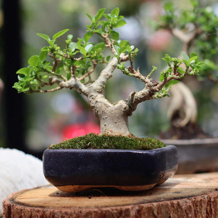 Bonsai