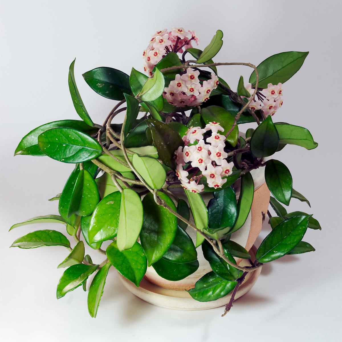 Hoya