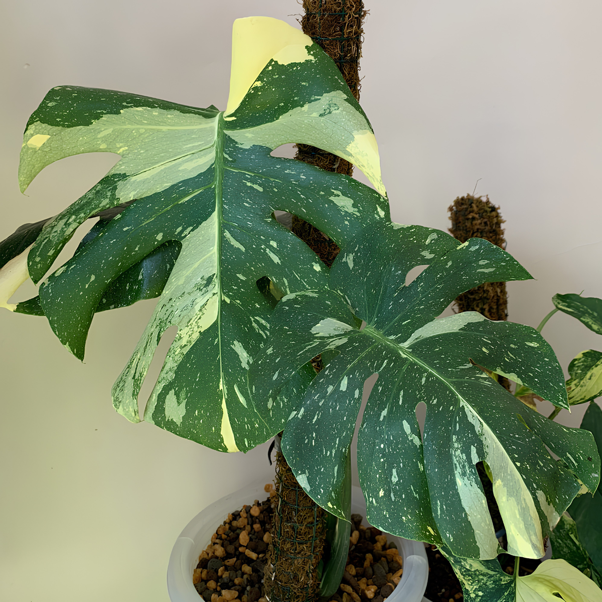 Monstera