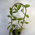 Inner Variegated Vanilla Orchid (Aurea)
