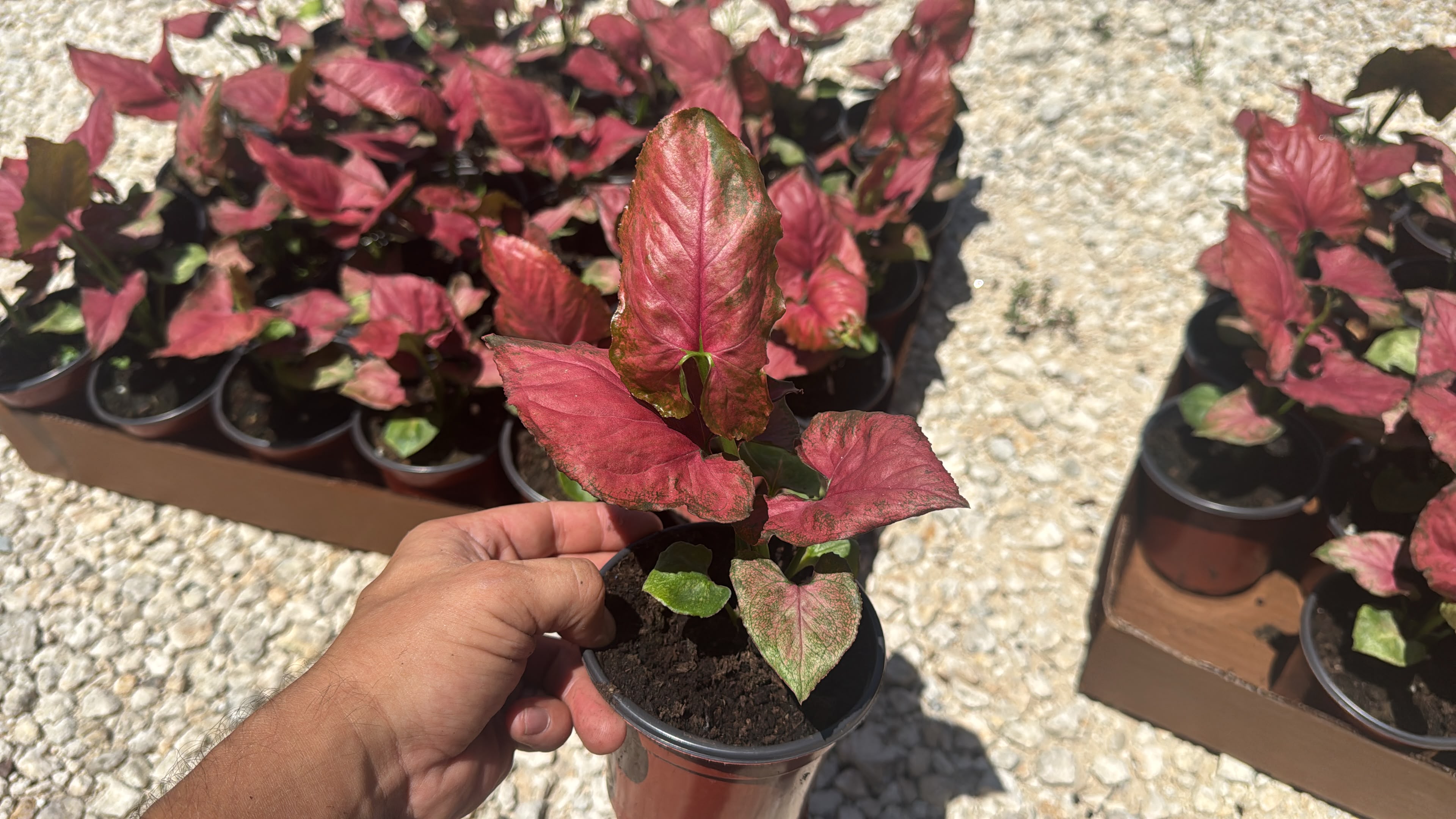 Syngonium Orm Nak Red