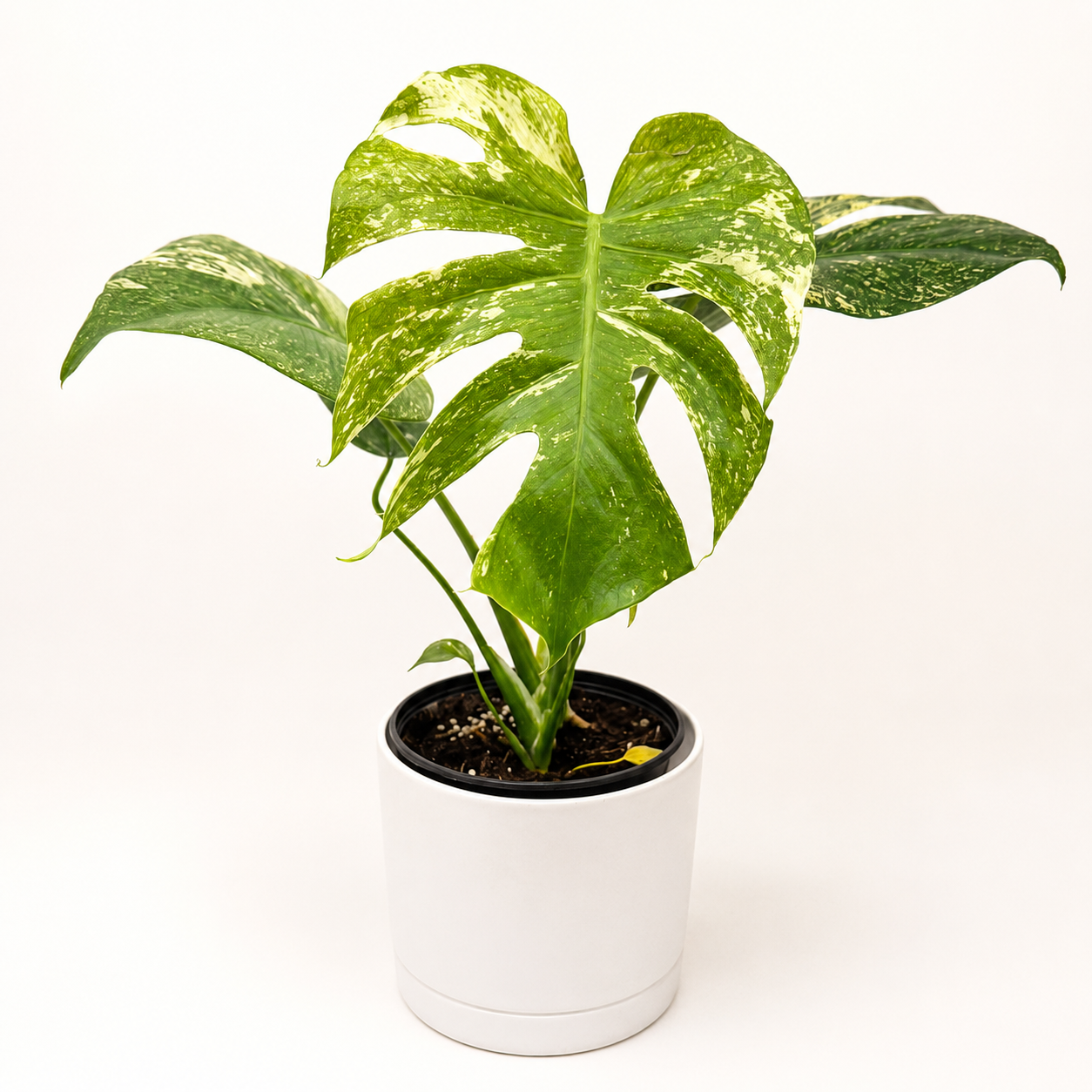 Monstera 'White Monster'