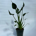 Alocasia Tiny Dancers