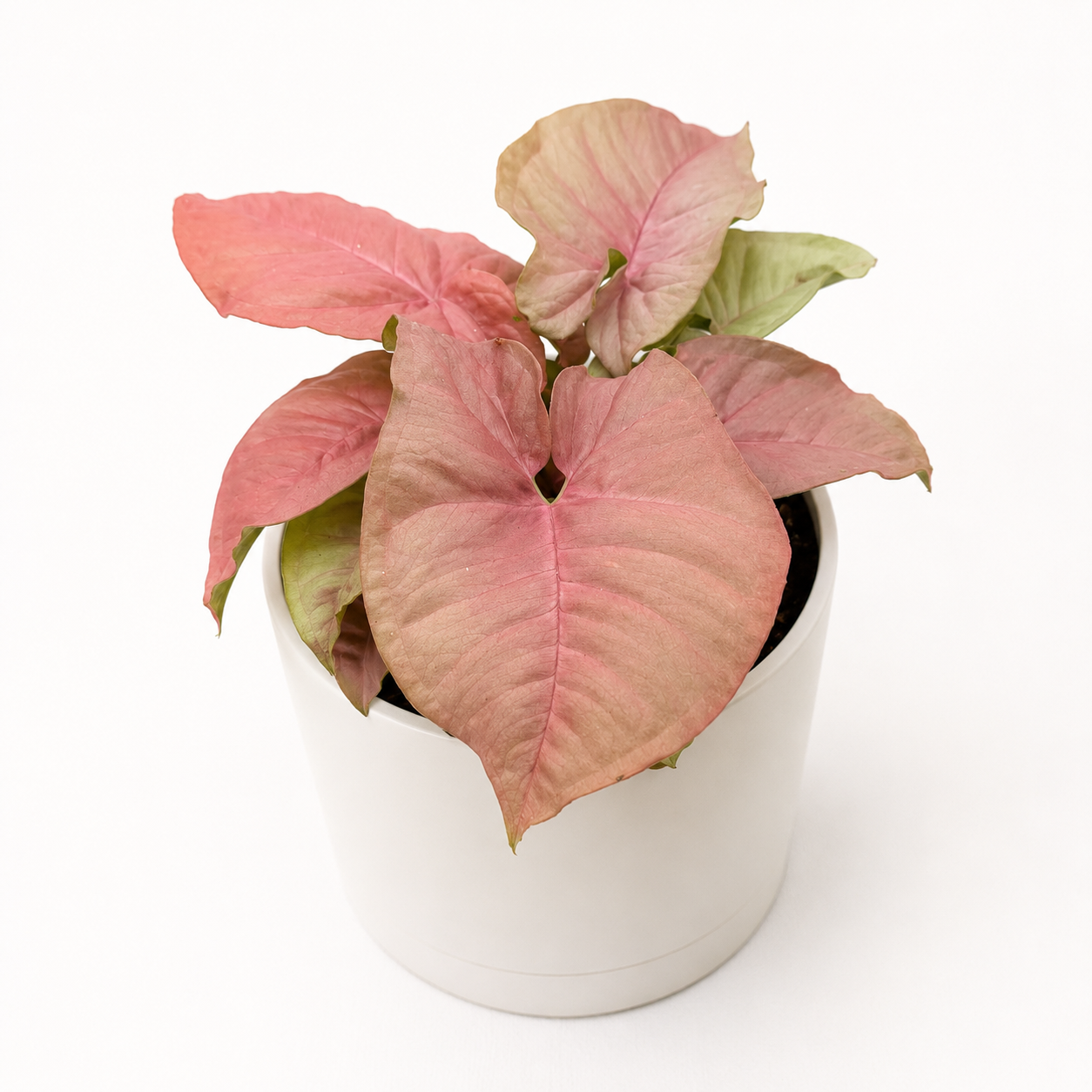 Syngonium Neon Pink