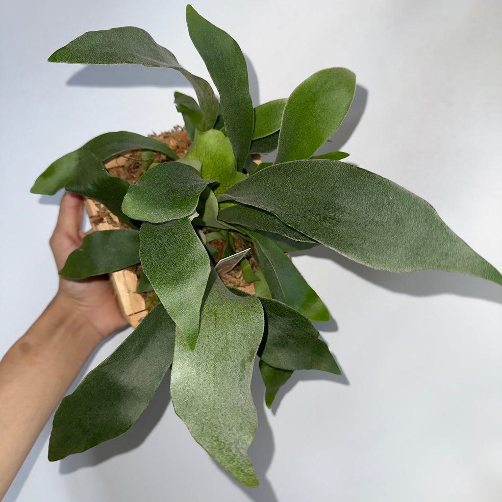 Platycerium Bifurcatum (Staghorn Fern)
