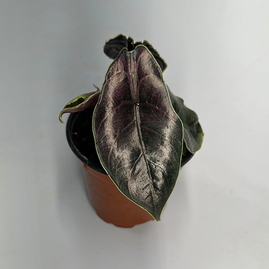 Alocasia Azlanii