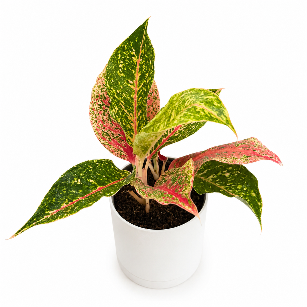 Aglaonema 'Dazzling Pink Gem'