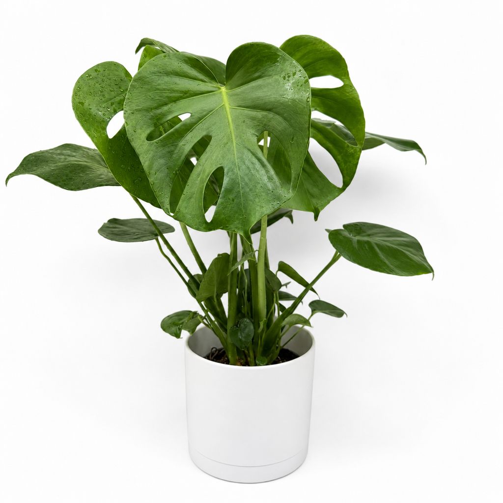 Monstera Deliciosa