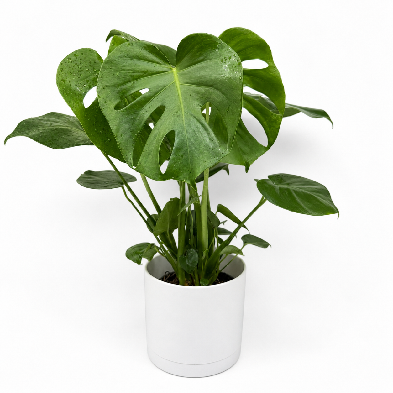 Monstera Deliciosa