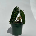Philodendron Billietiae