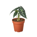 Alocasia Amazonica 'Bambino'