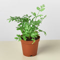 Fern 'Silver Lace'