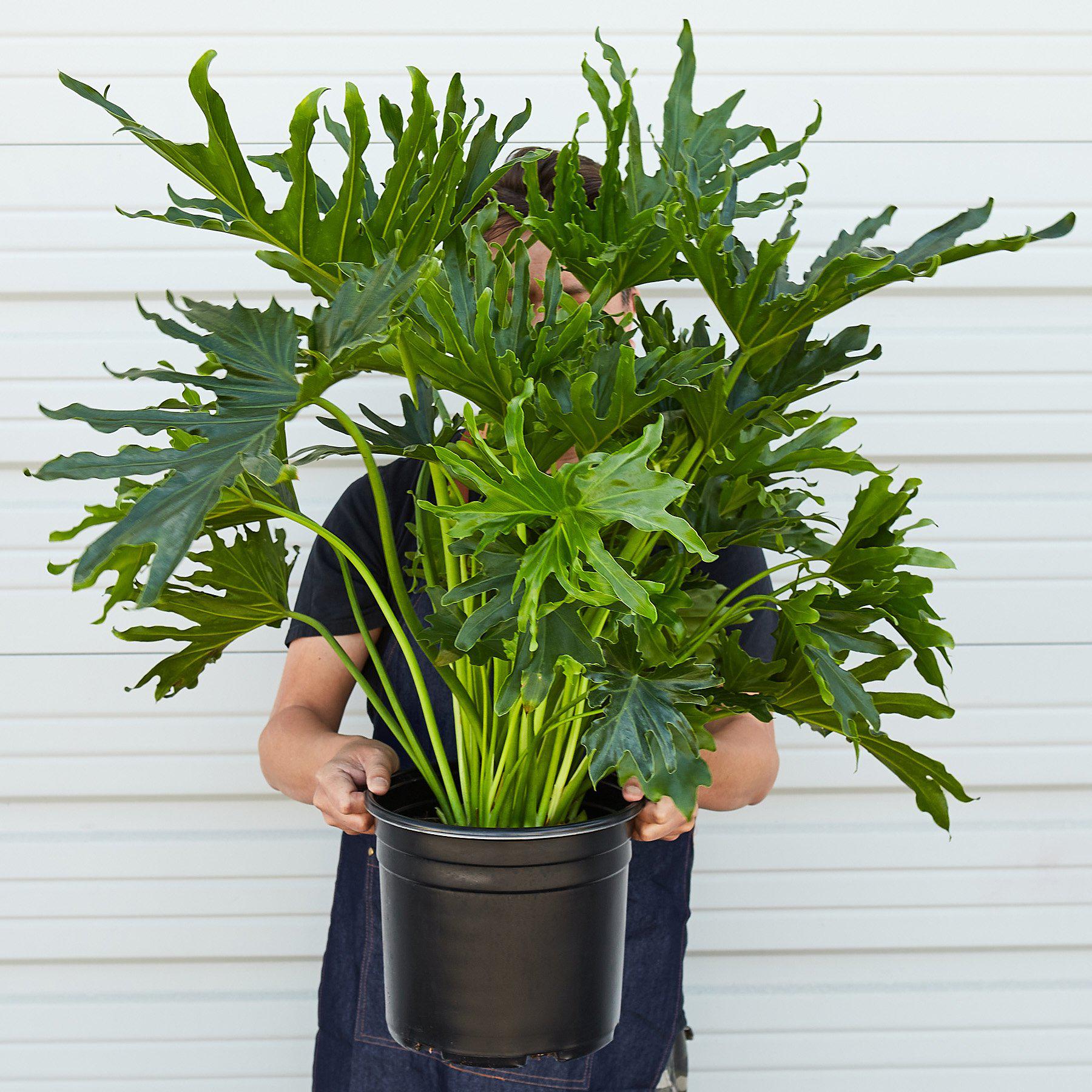 Philodendron 'Lickety Split' - 8" Pot