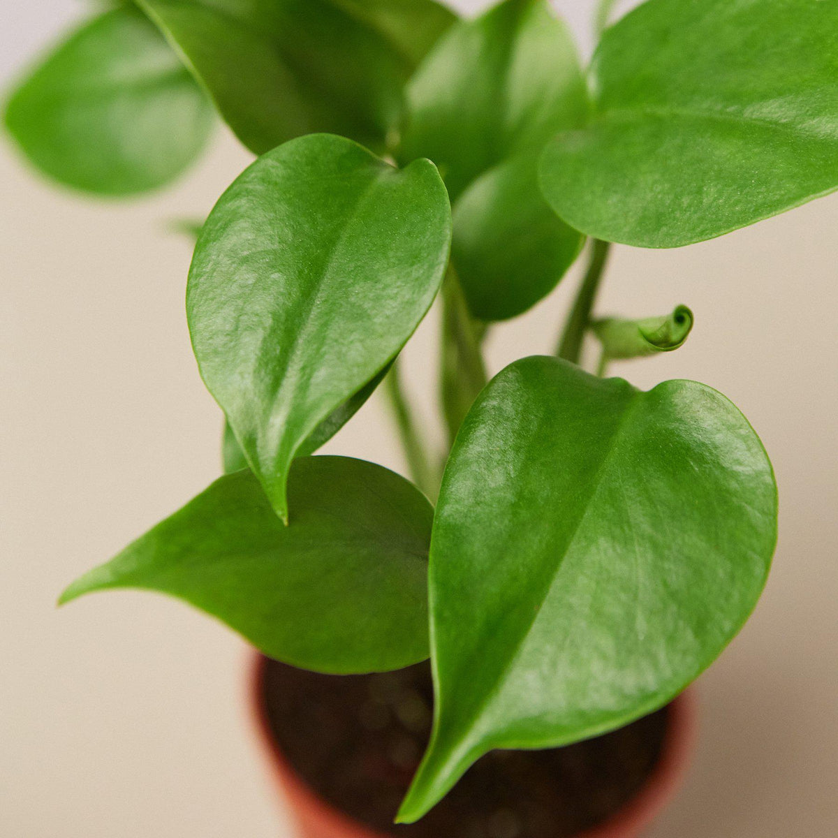 Monstera 'Split-Leaf'