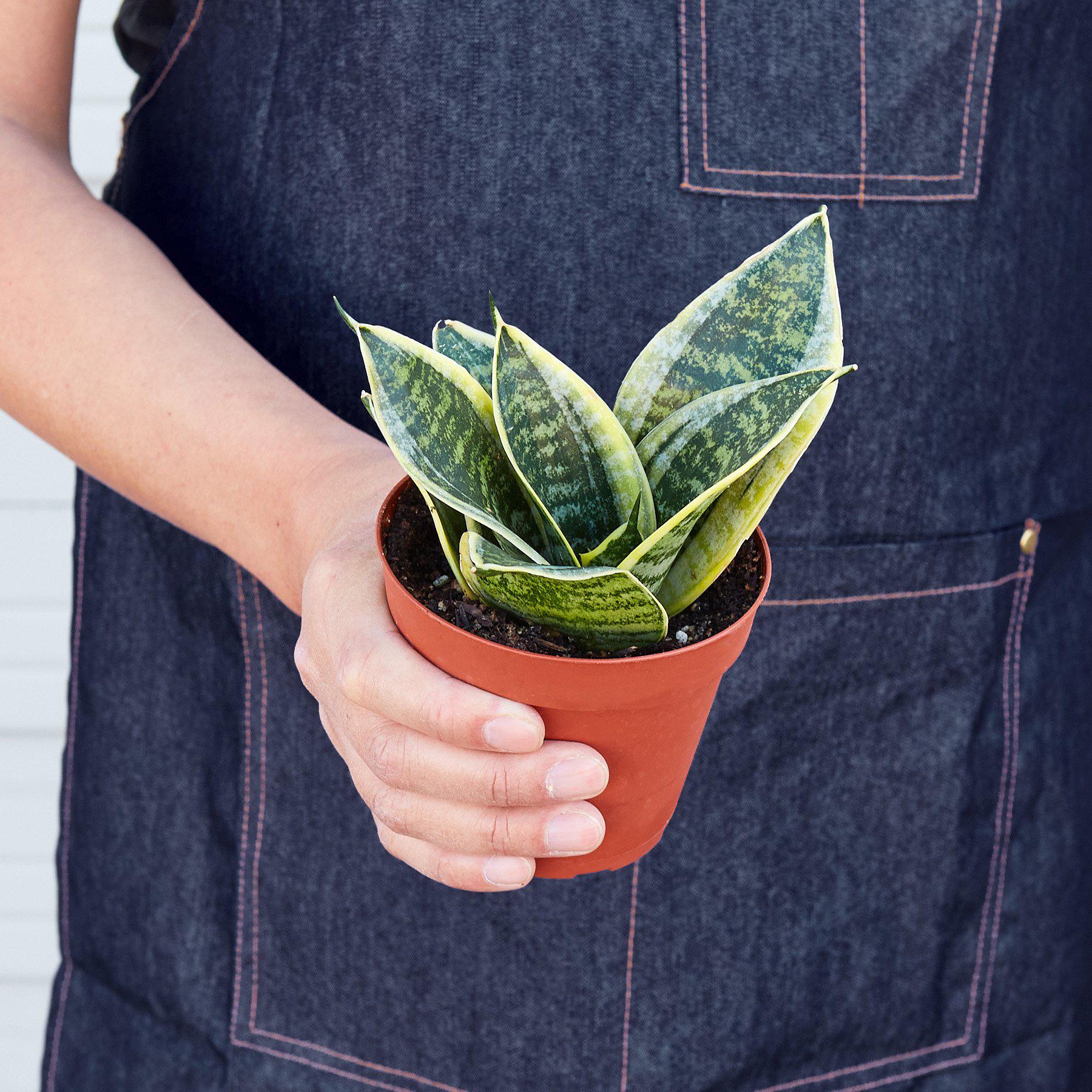 Snake Plant 'Laurentii Dwarf'