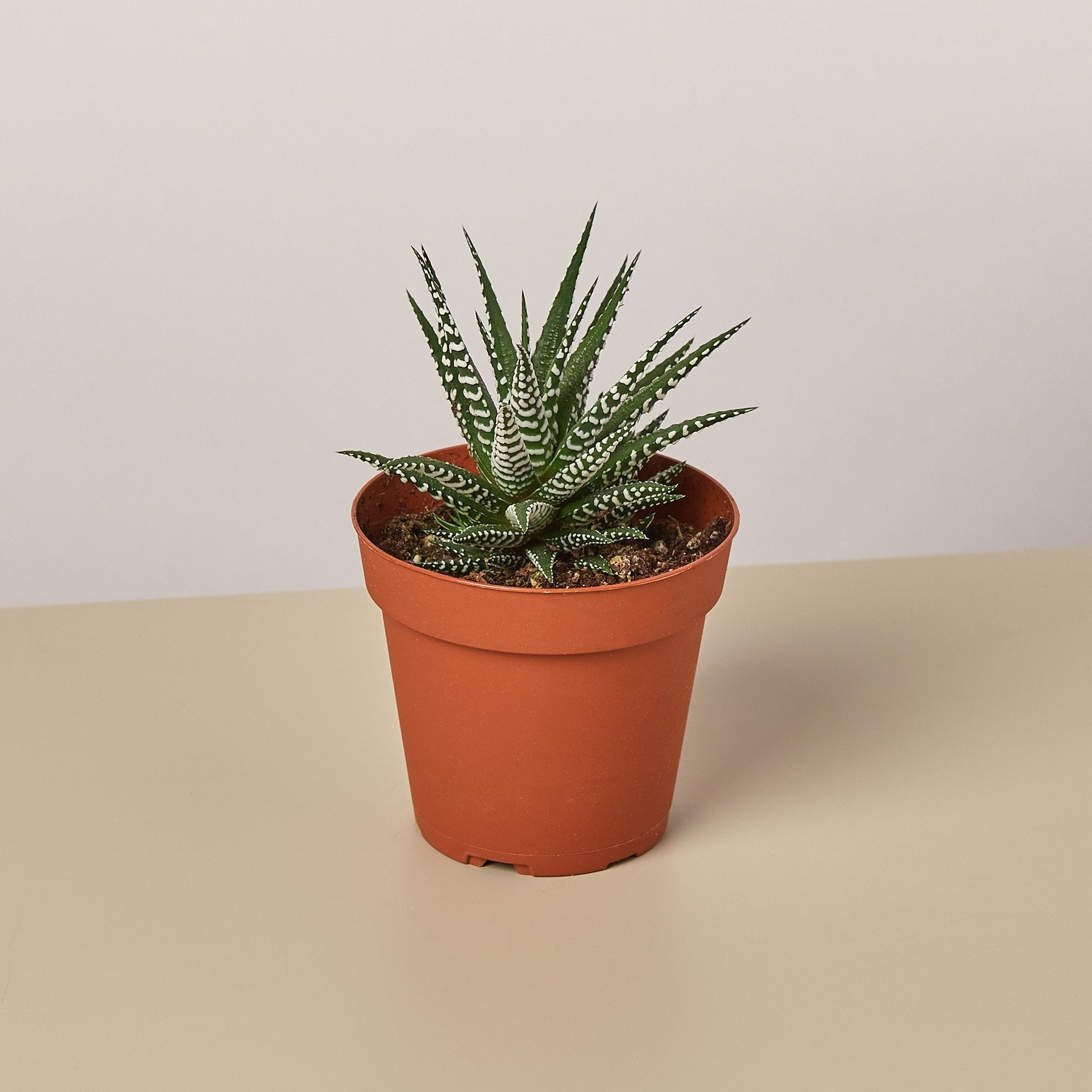 Zebra Succulent
