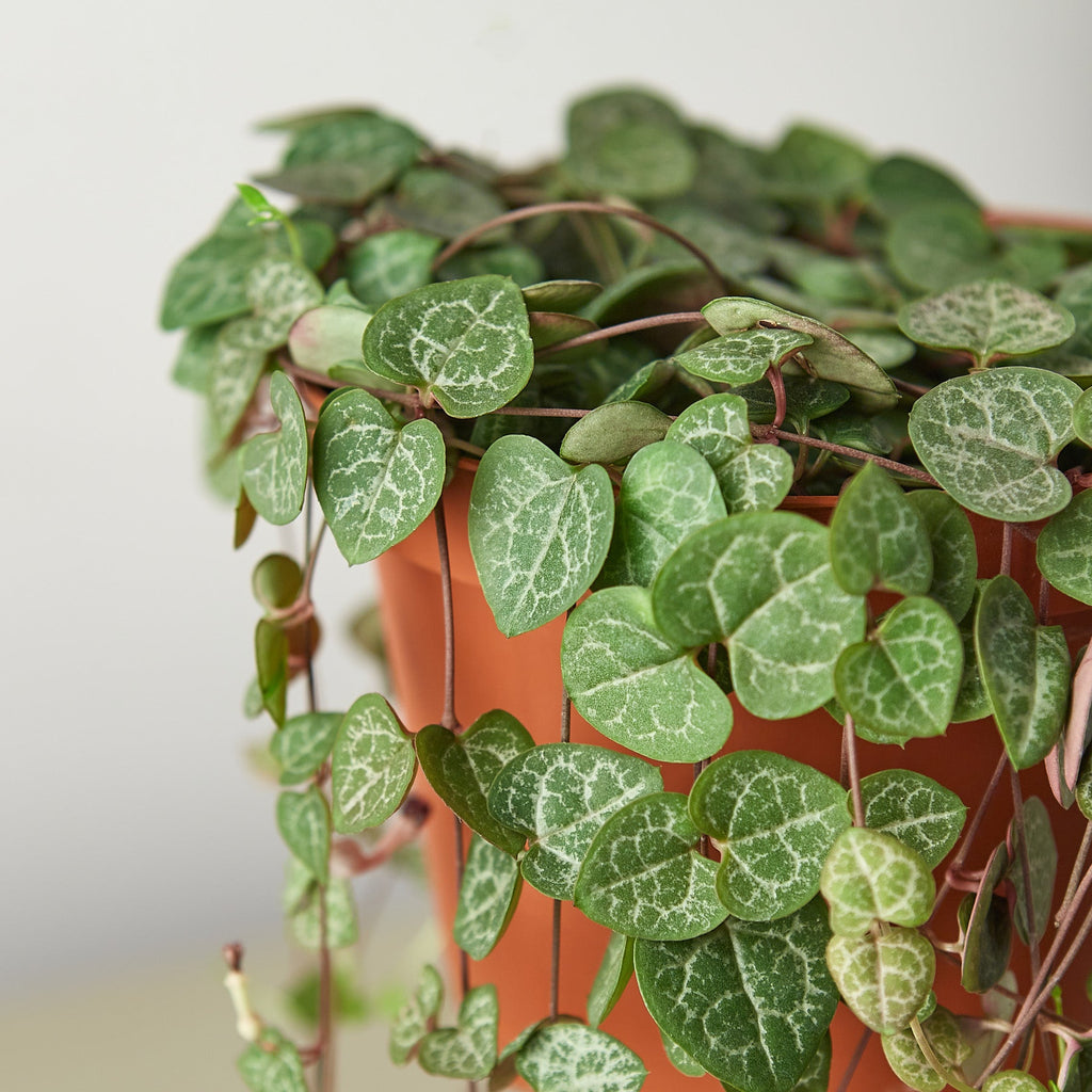 Succulent 'String of Hearts'