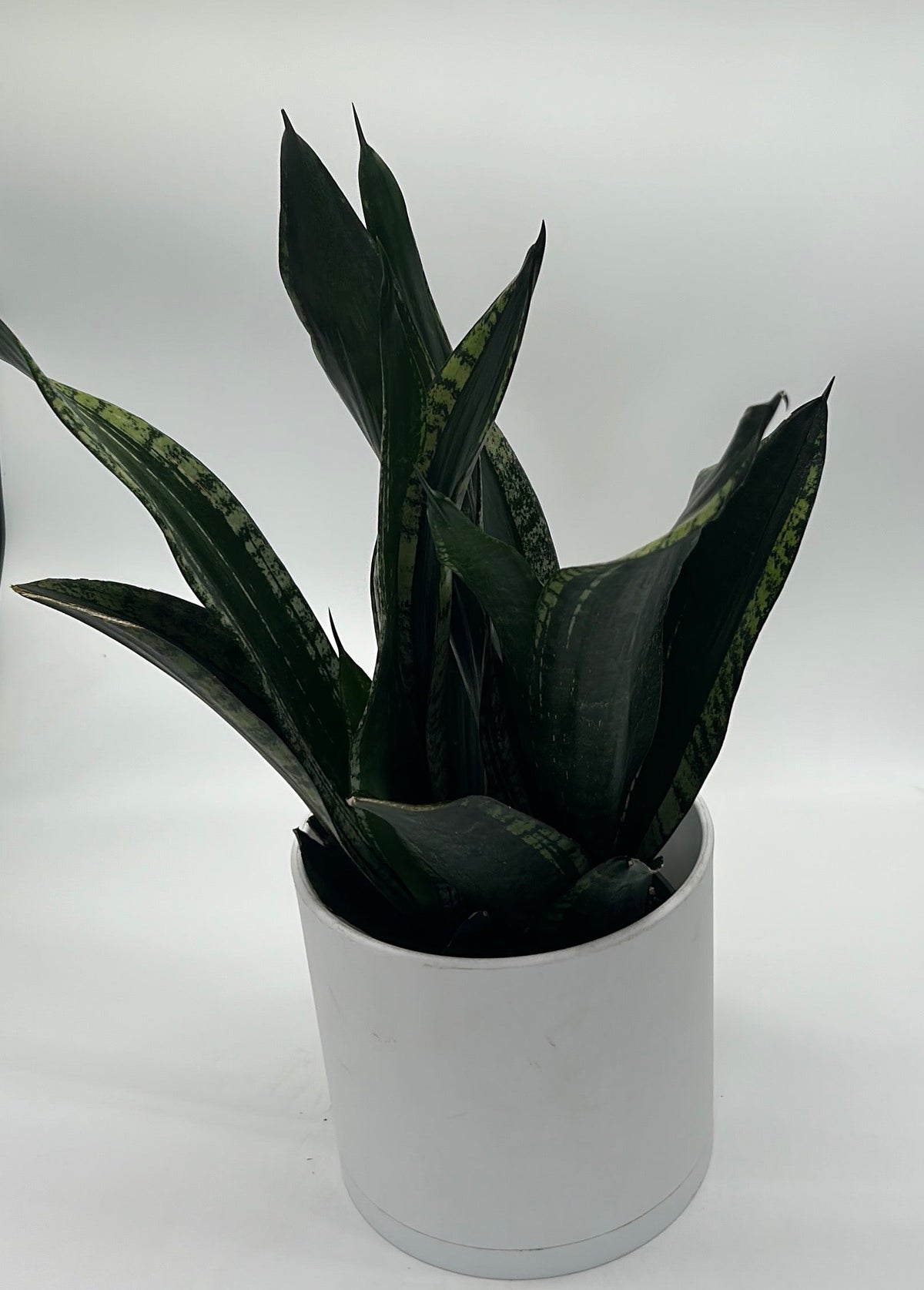 Sansevieria 'Whitney'