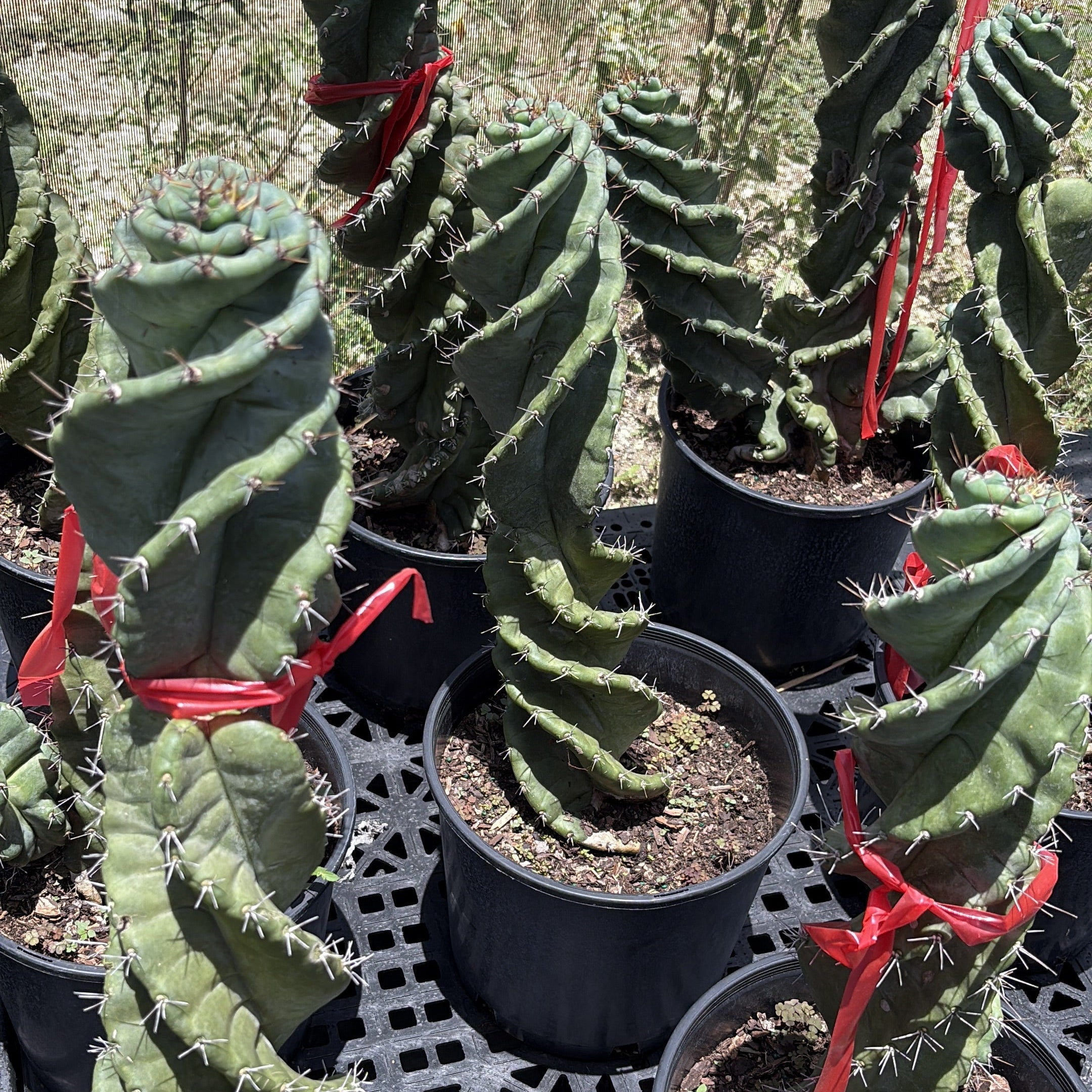 Spiralis Spiral Cactus