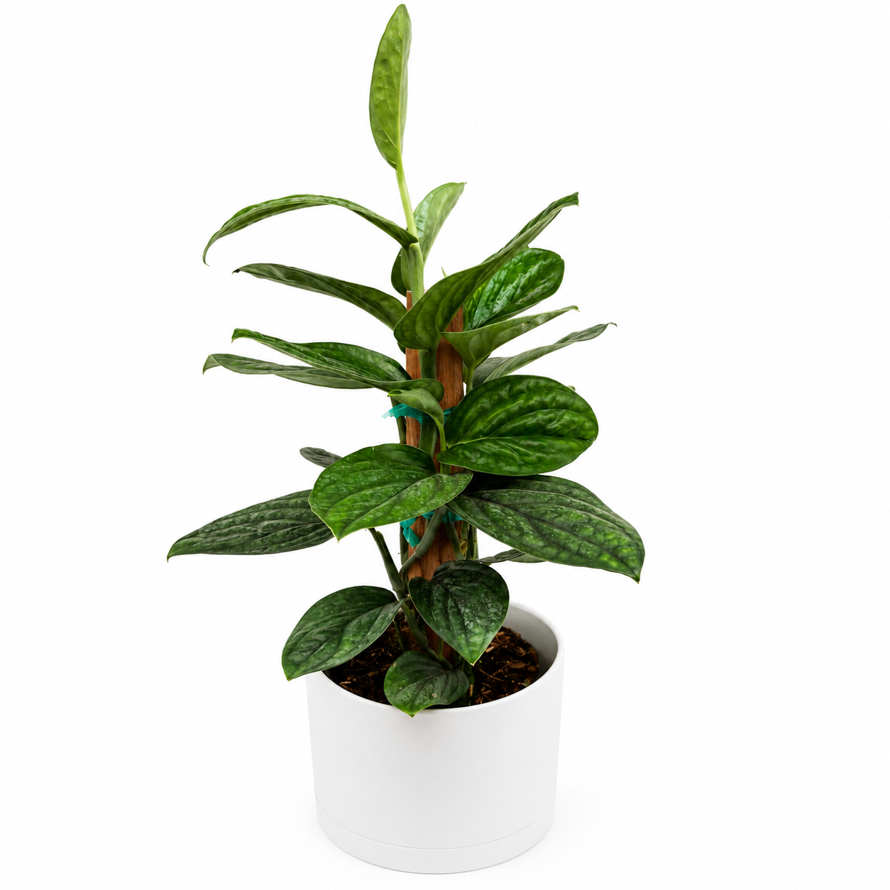 Monstera Peru
