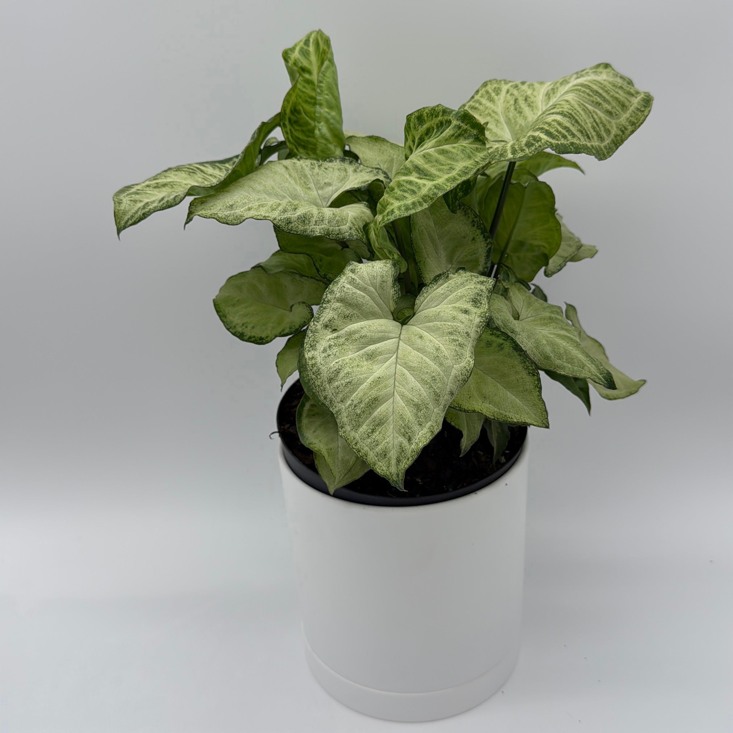 Syngonium White Butterfly