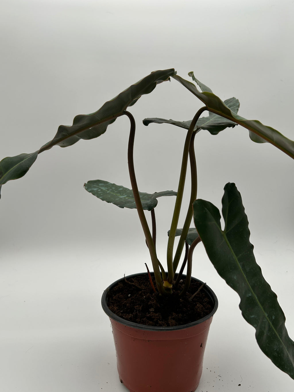 Philodendron Black Billietiae x Atabapoense