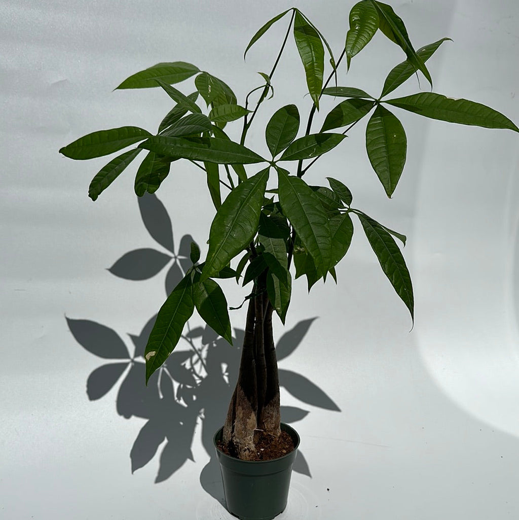 Money Tree
