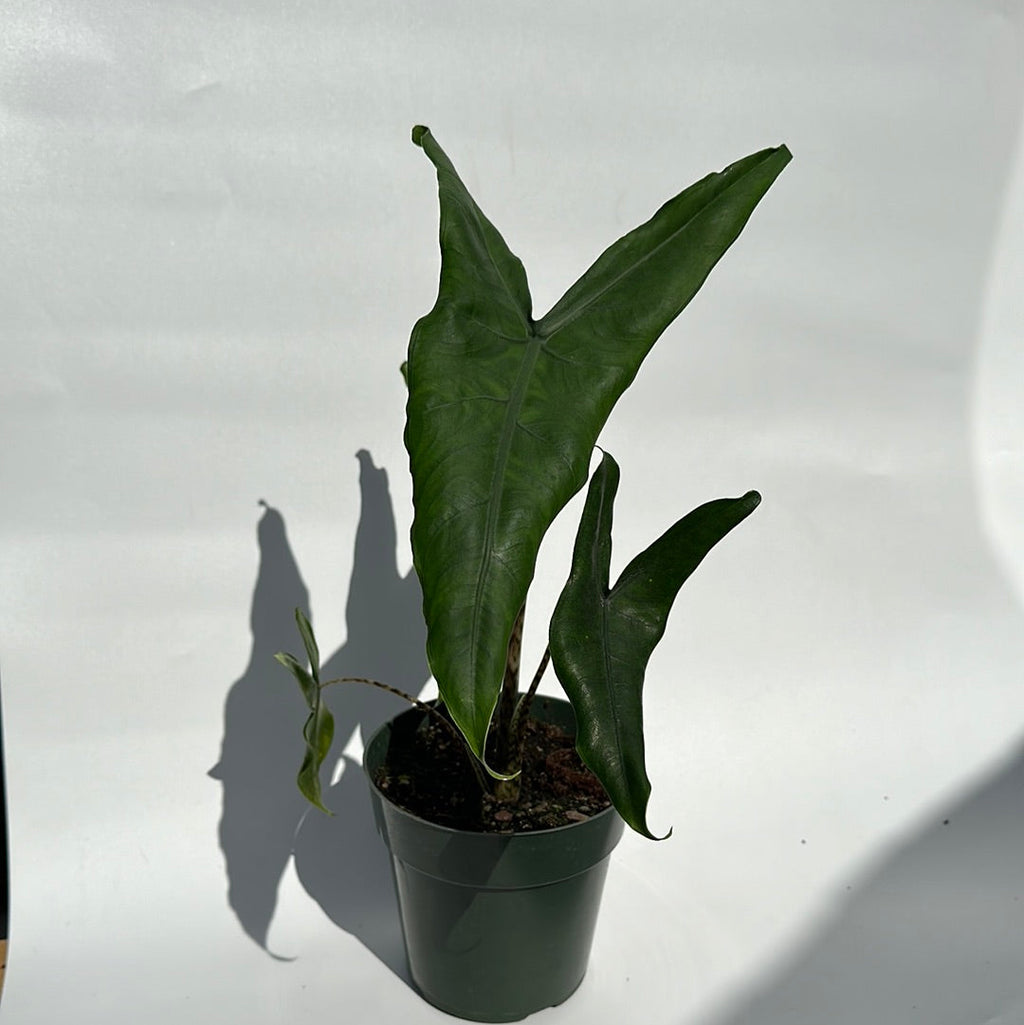 Alocasia Tigrina Superba