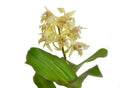 Dendrobium polysema var. pallidum