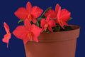 Cattleya wittigiana