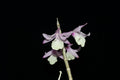 Dendrobium aphyllum