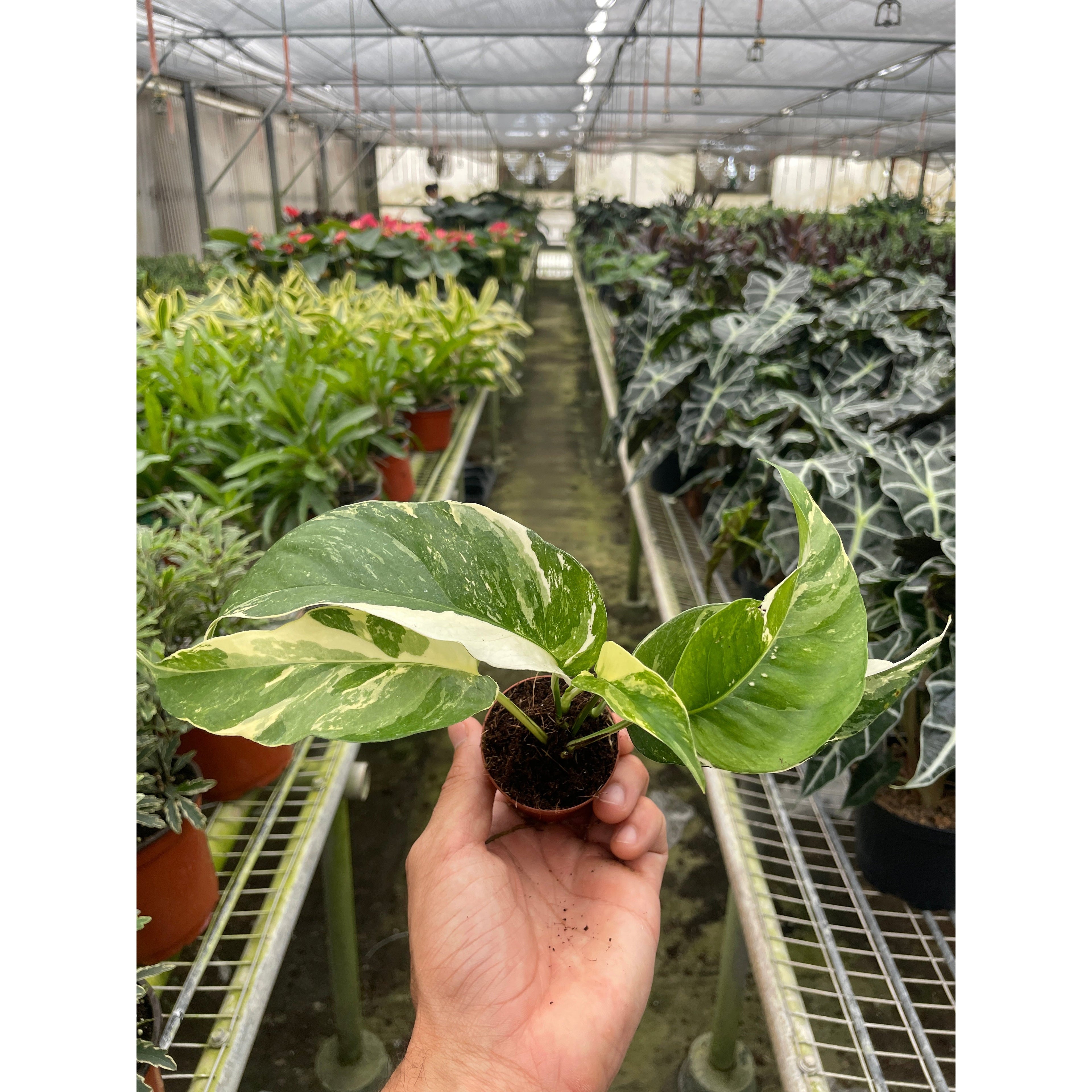 Pothos 'Albo Variegata'