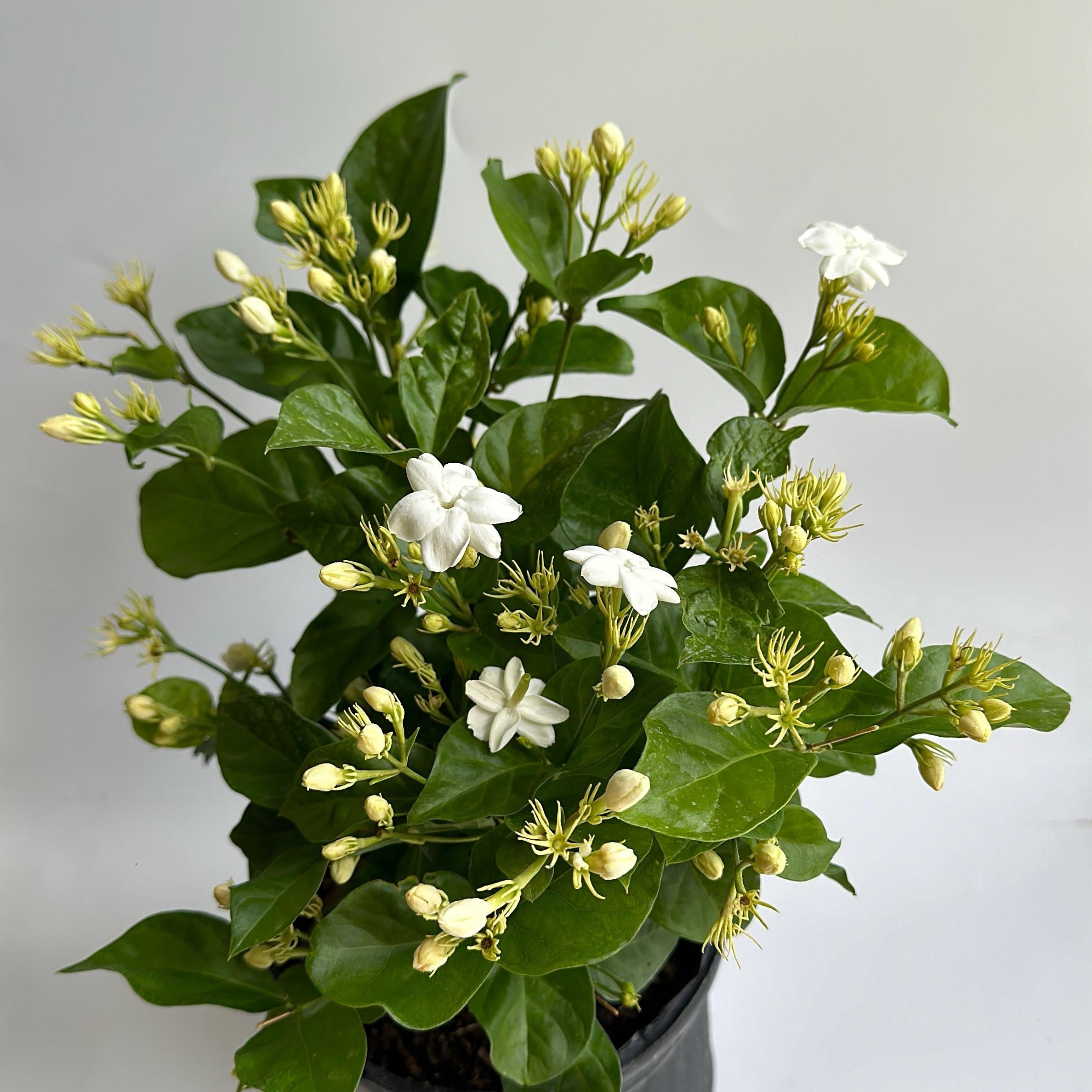 Jasmine Bush (Mo Samba)
