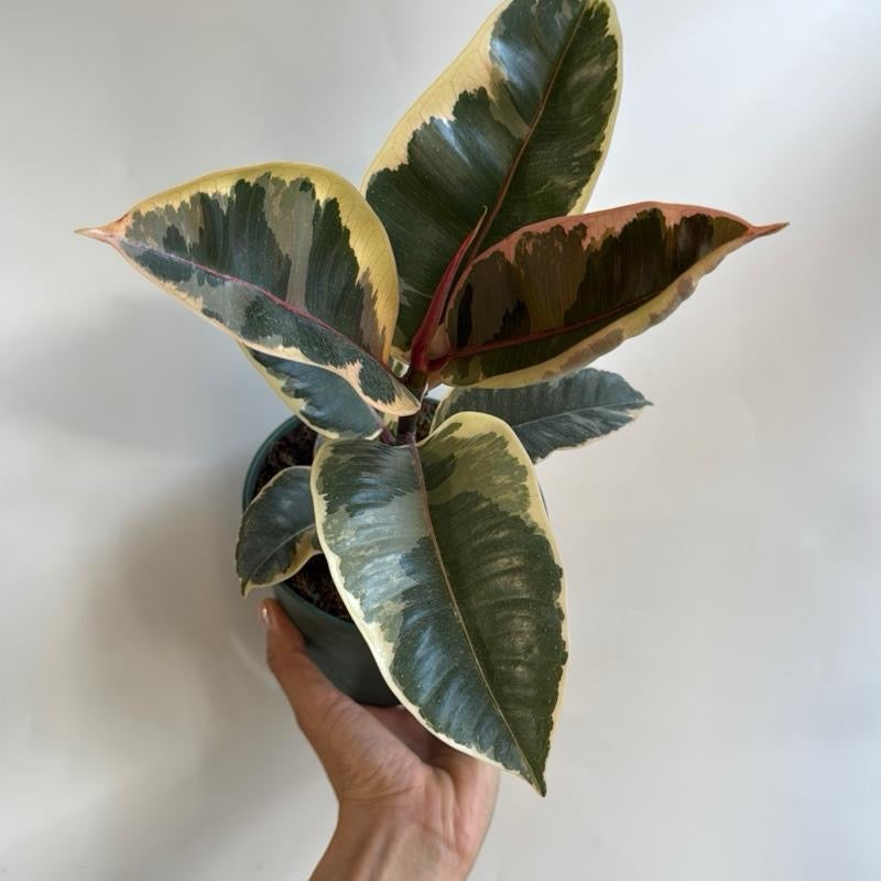 Variegated Ficus Tineke