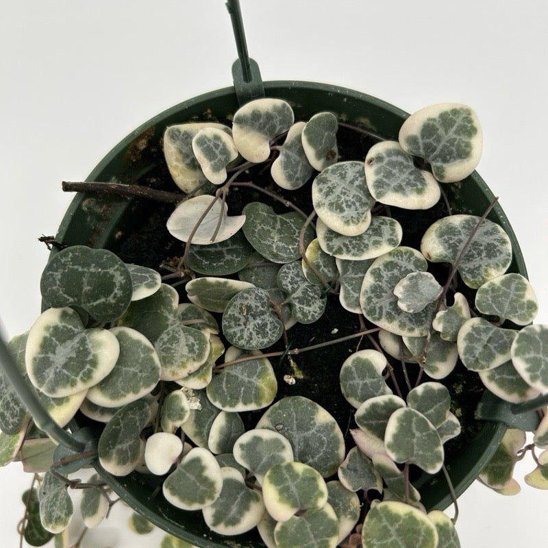 Variegated String of Hearts (Ceropegia) Hanging Basket