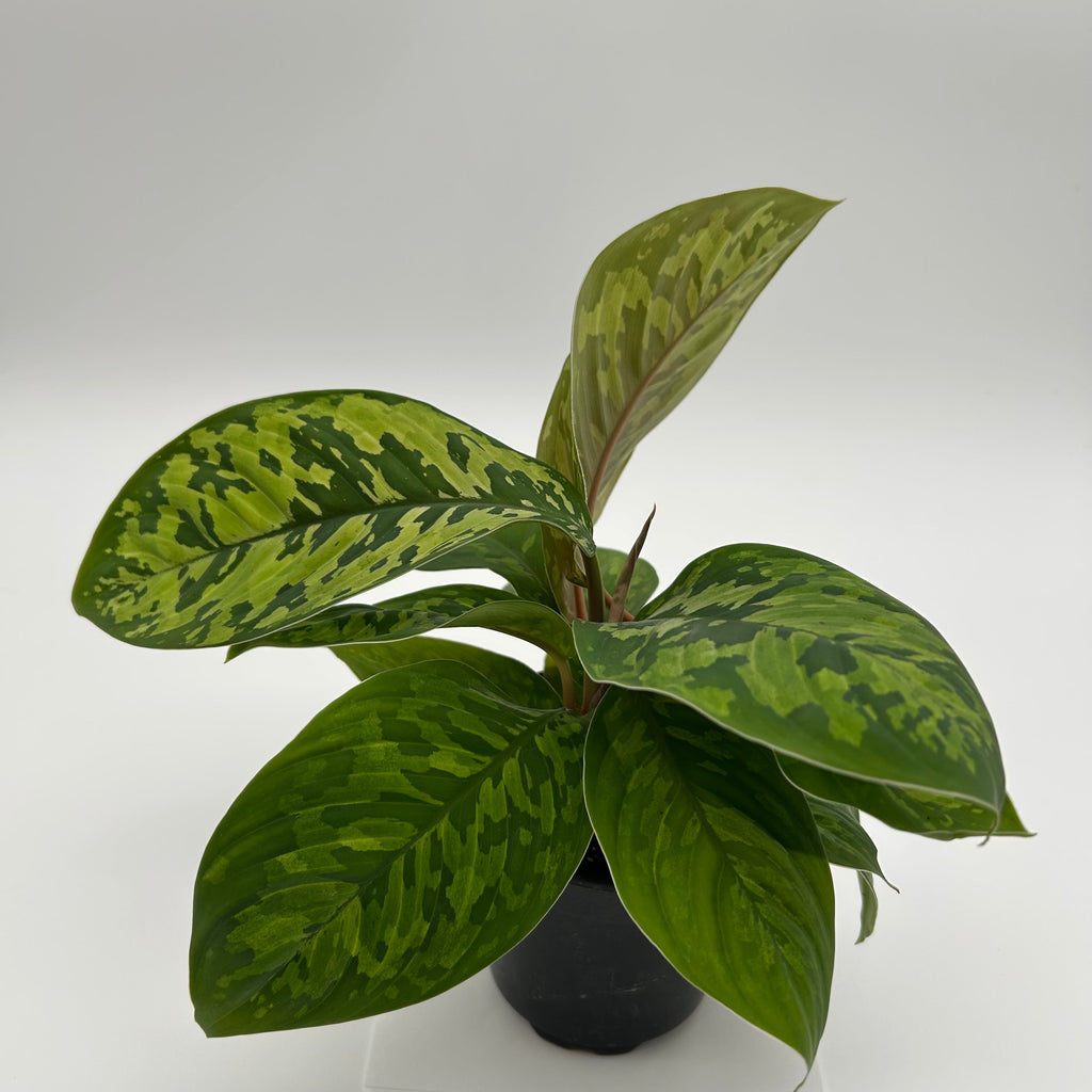 Homalomena Camouflage