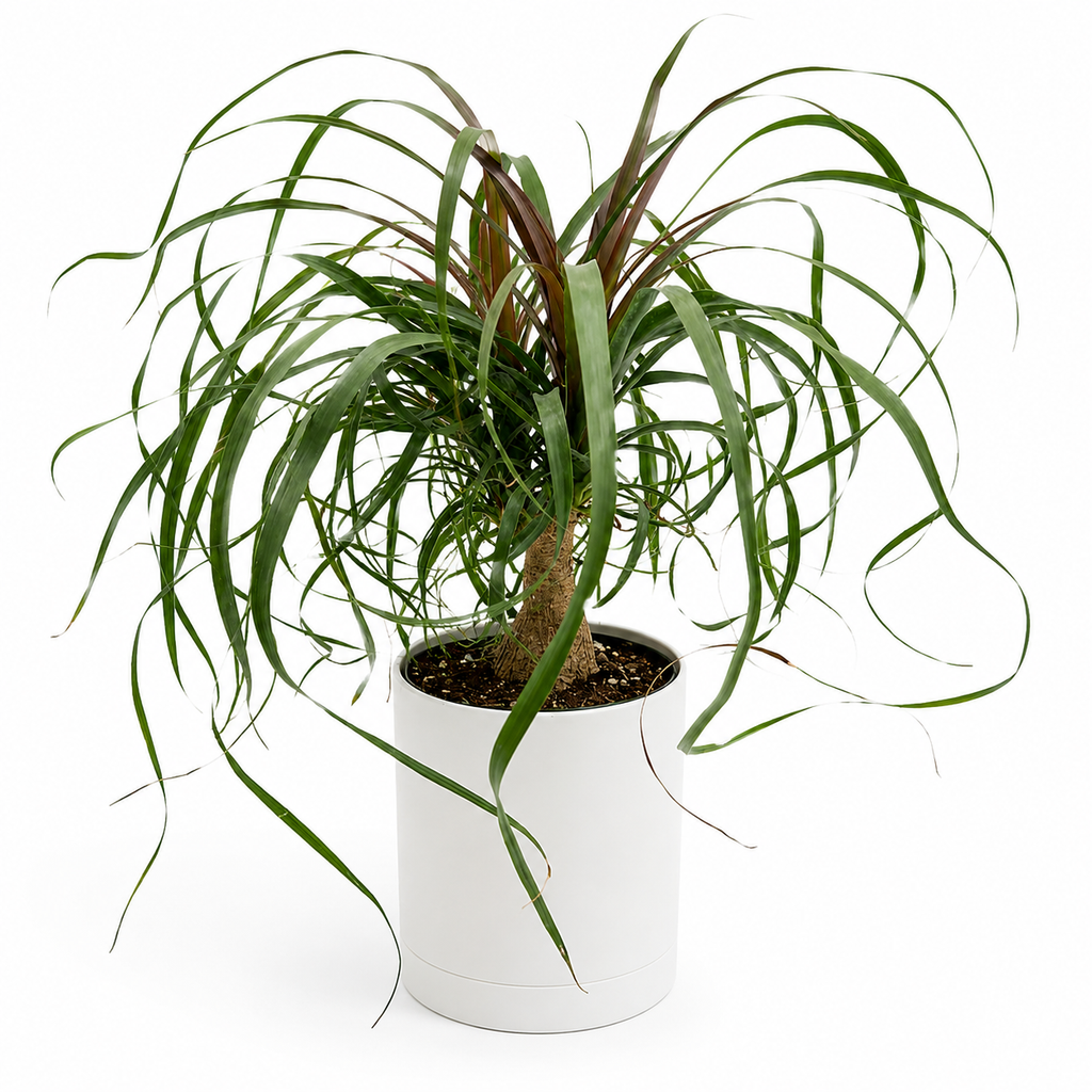 Ponytail Palm
