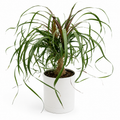 Ponytail Palm