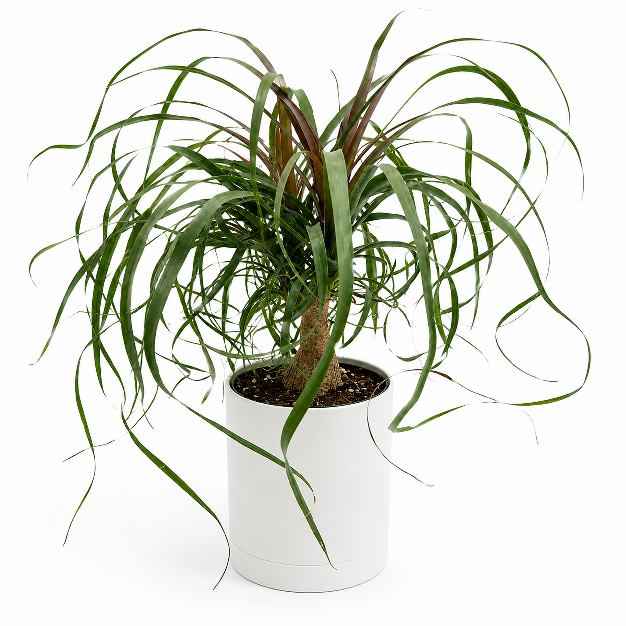 Ponytail Palm
