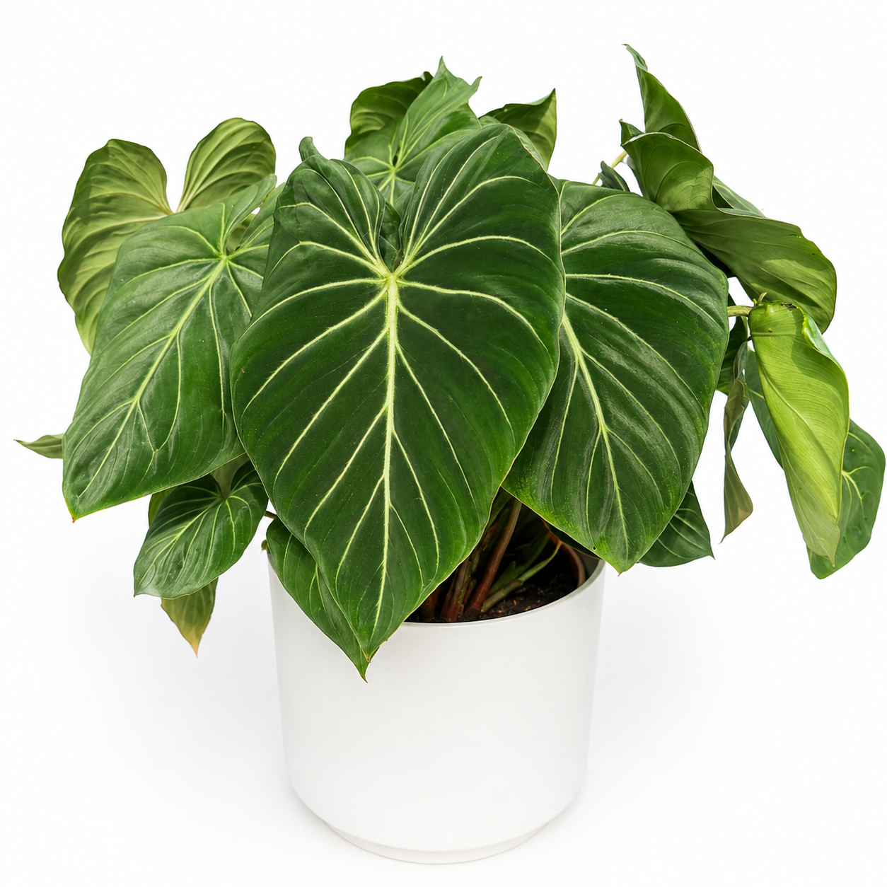 Philodendron Gloriosum