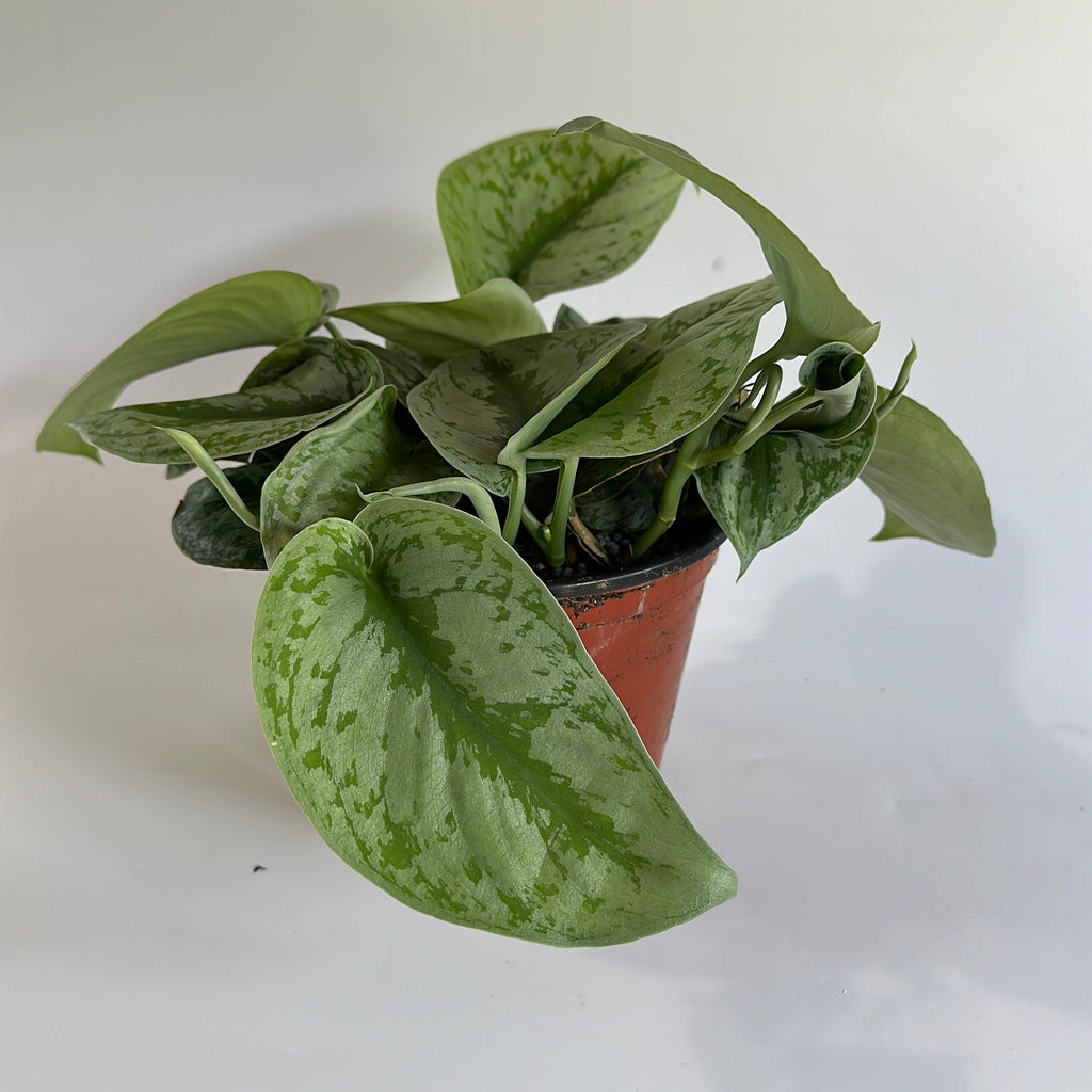 Pothos Silver 'Scindapsus Pictus'