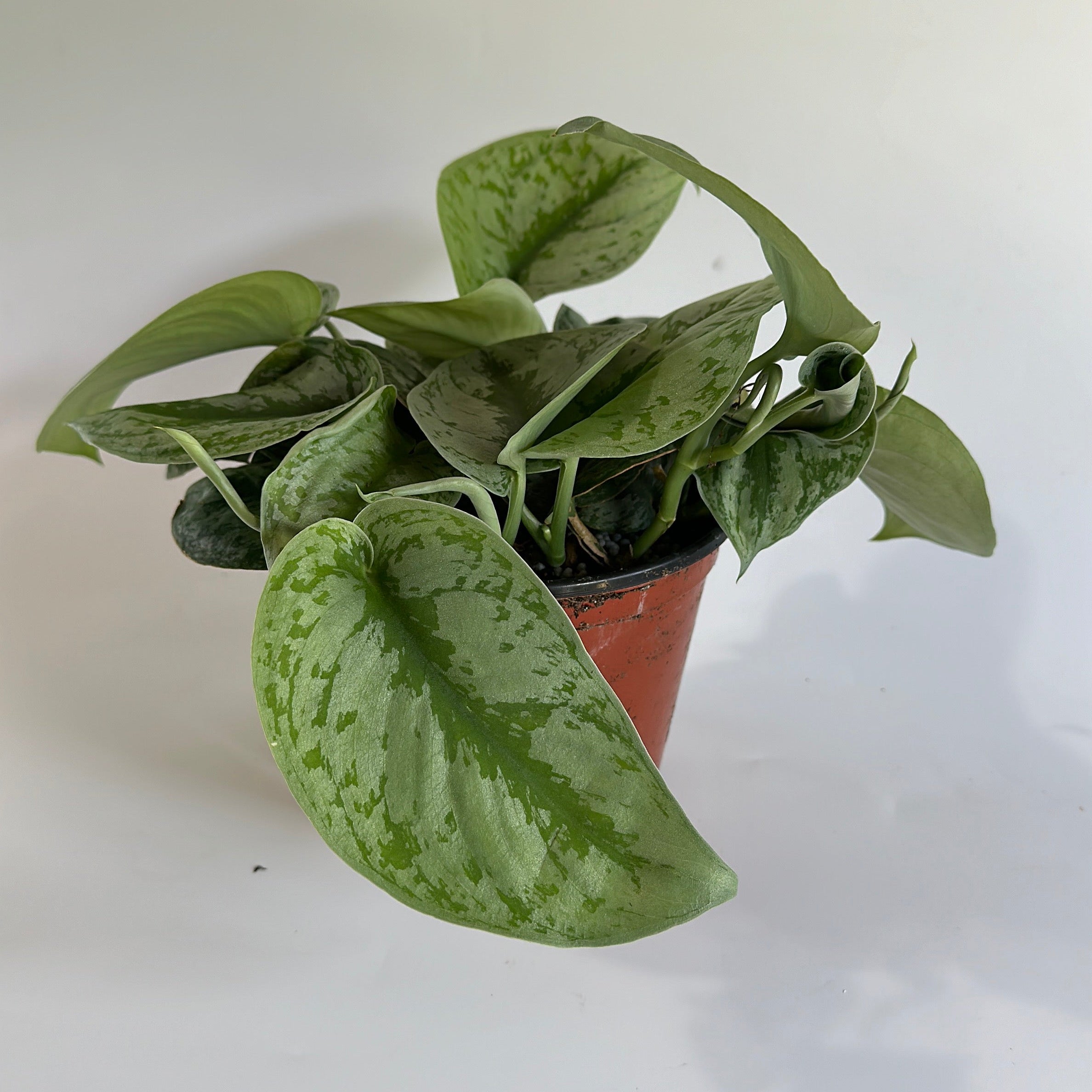 Pothos Silver 'Scindapsus Pictus'