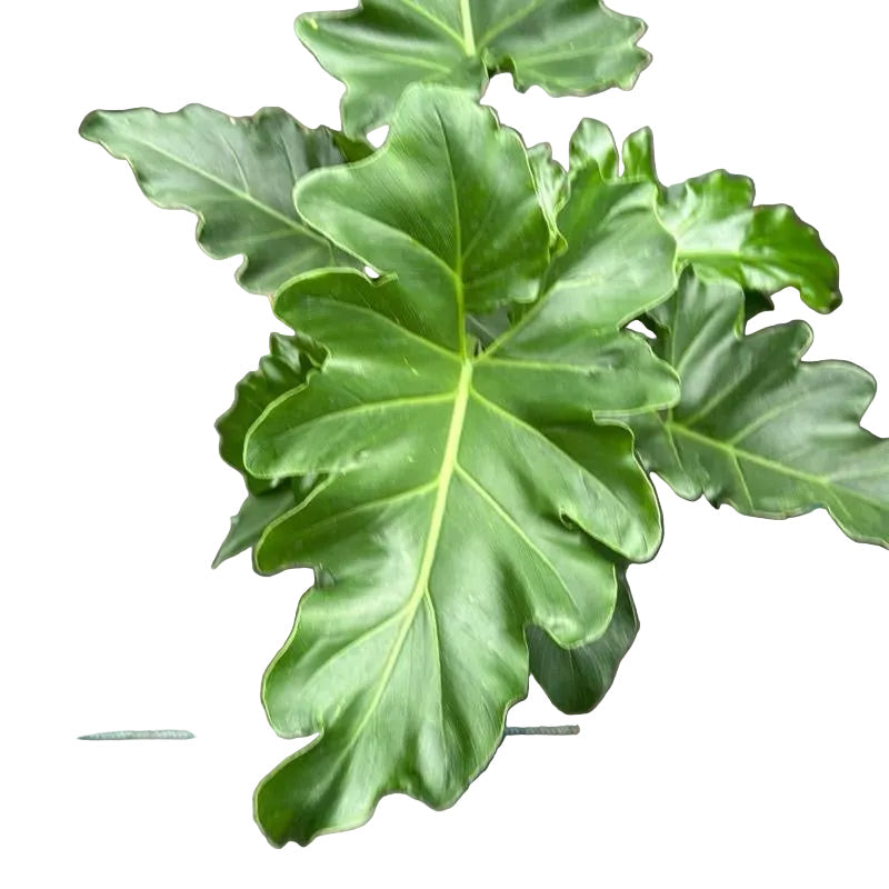 Philodendron Revolution Xl