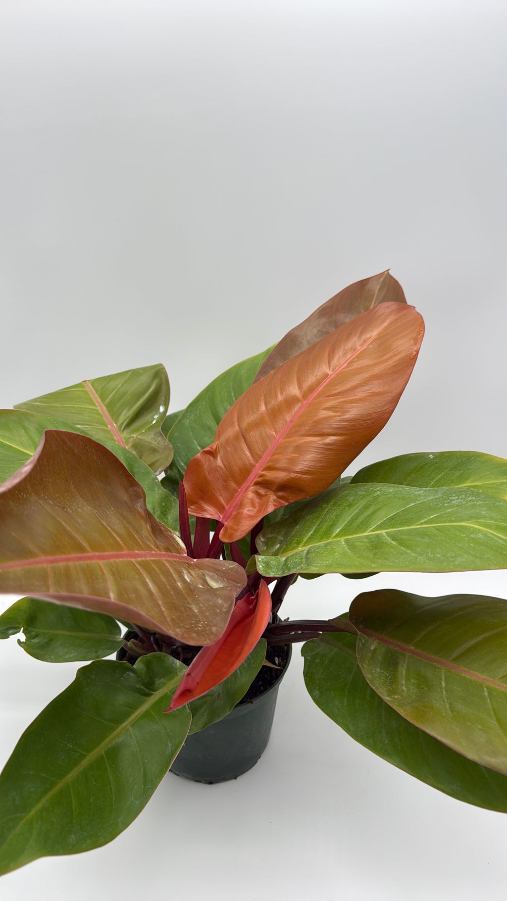 Philodendron 'Prince of Orange'