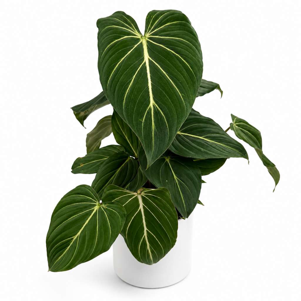Philodendron Gloriosum