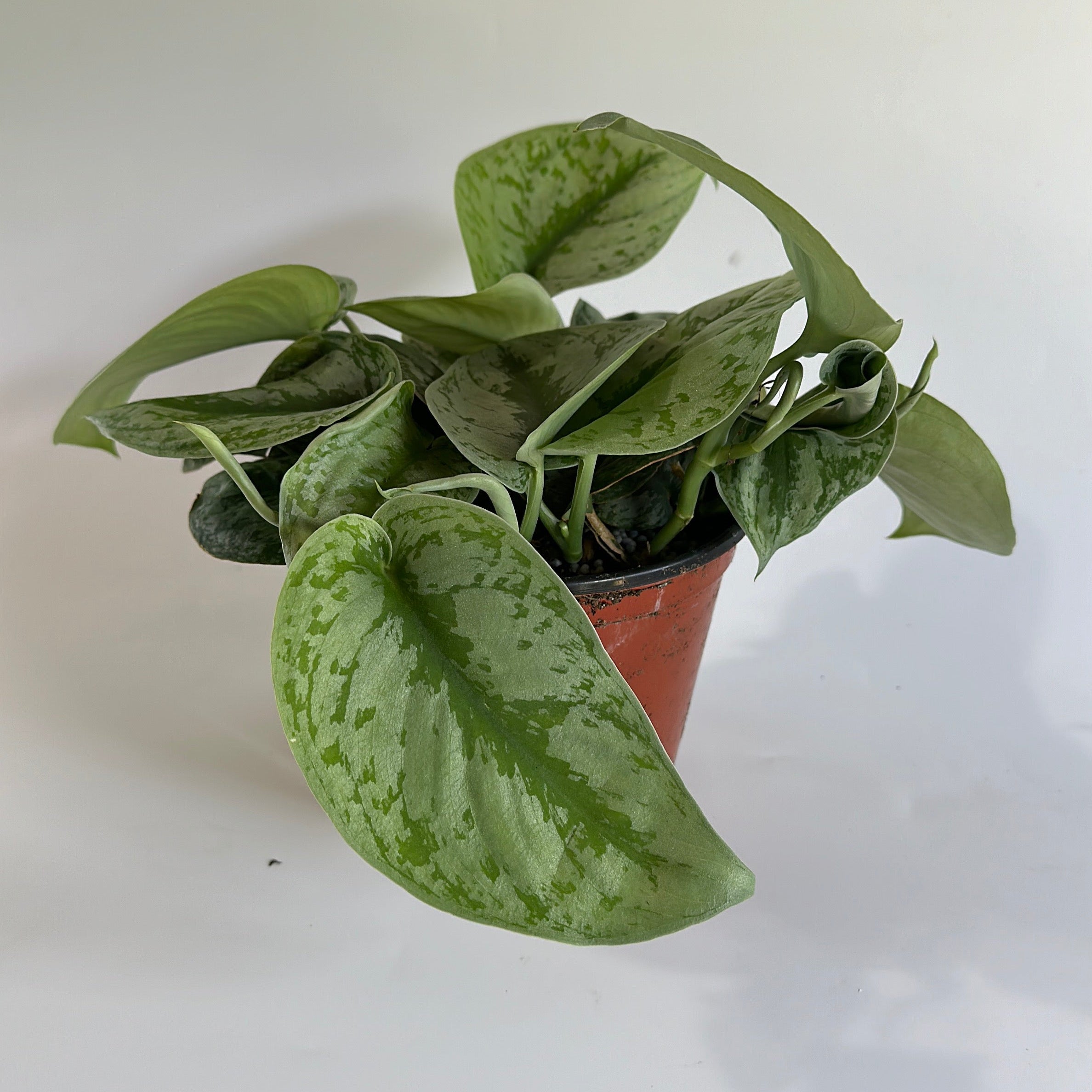 Pothos Silver 'Scindapsus Pictus'