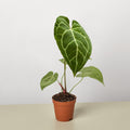 Anthurium Crystallinum