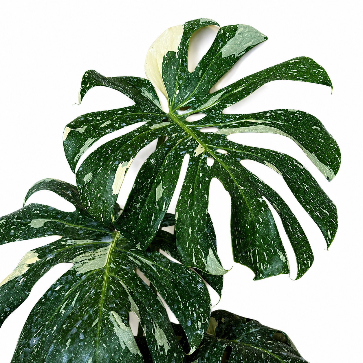 Monstera Thai Constellation