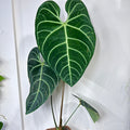 Anthurium Regale